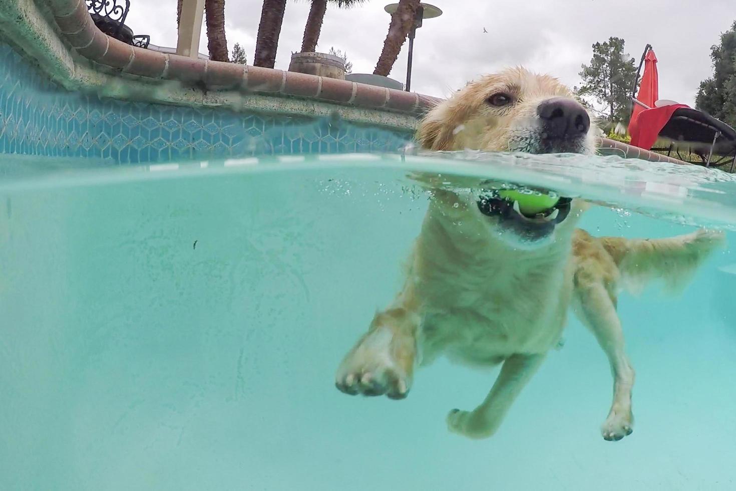 A Golden Retriever swimming in a pool photo