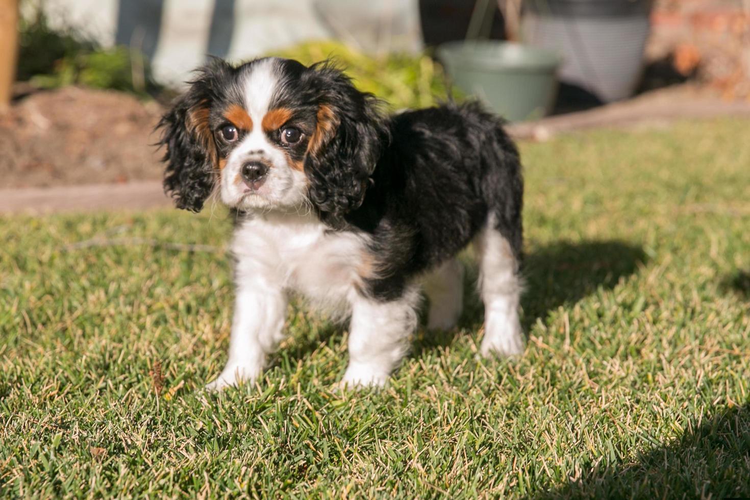 Cavalier King Charles Spaniel perro foto