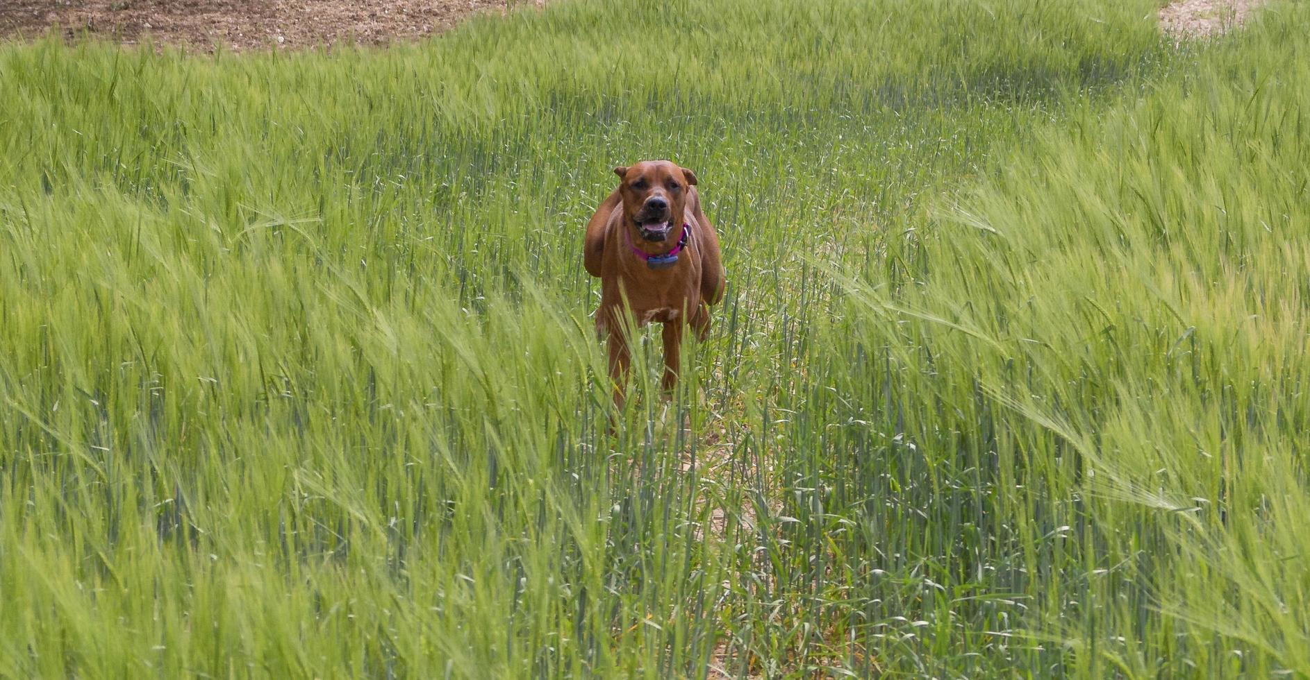 Rhodesian Ridgeback running fast photo