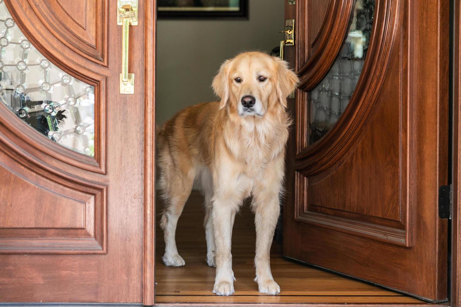A Golden Retriever stands in a doorway photo