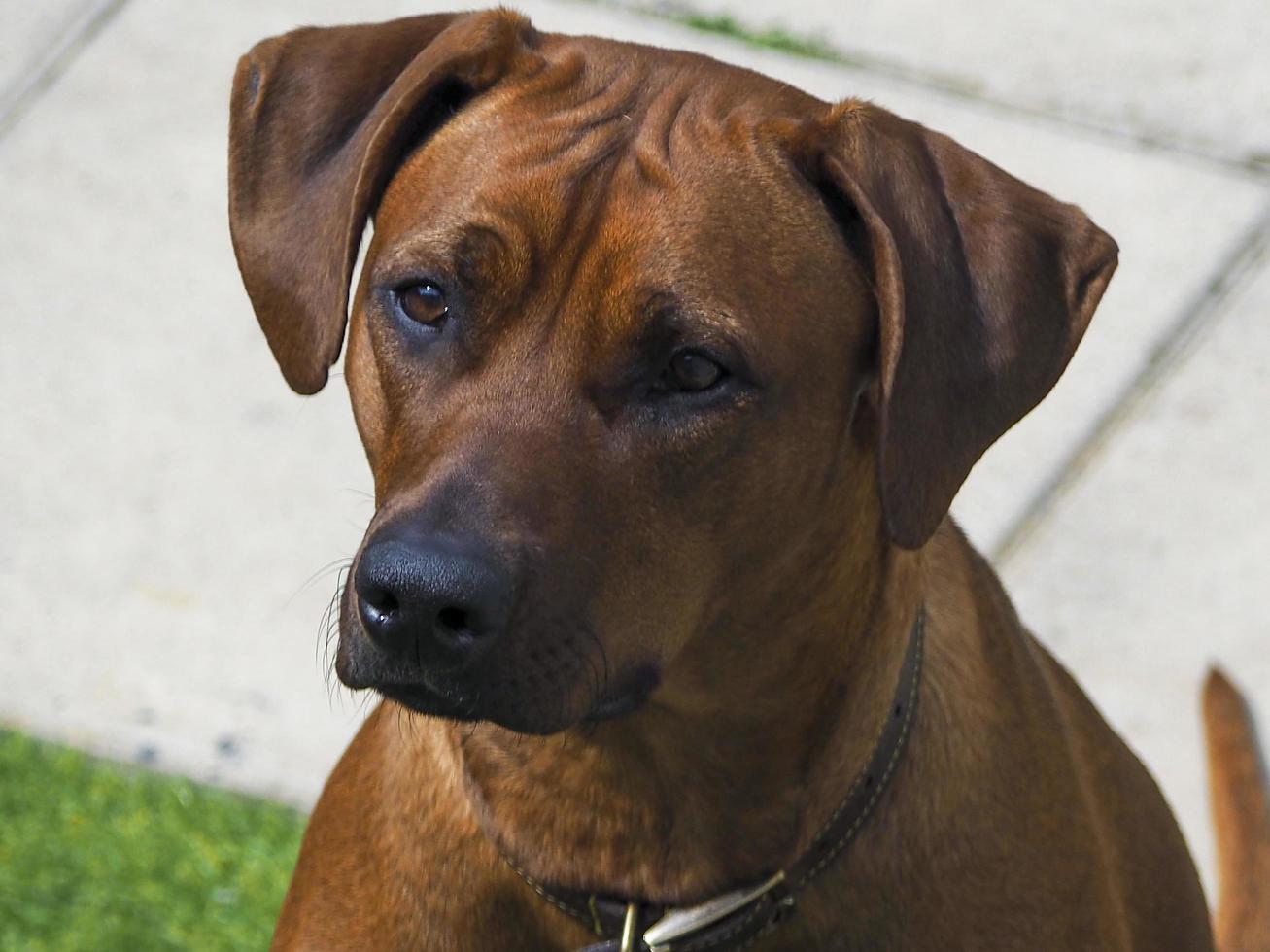 Rhodesian Ridgeback esperando pacientemente. foto