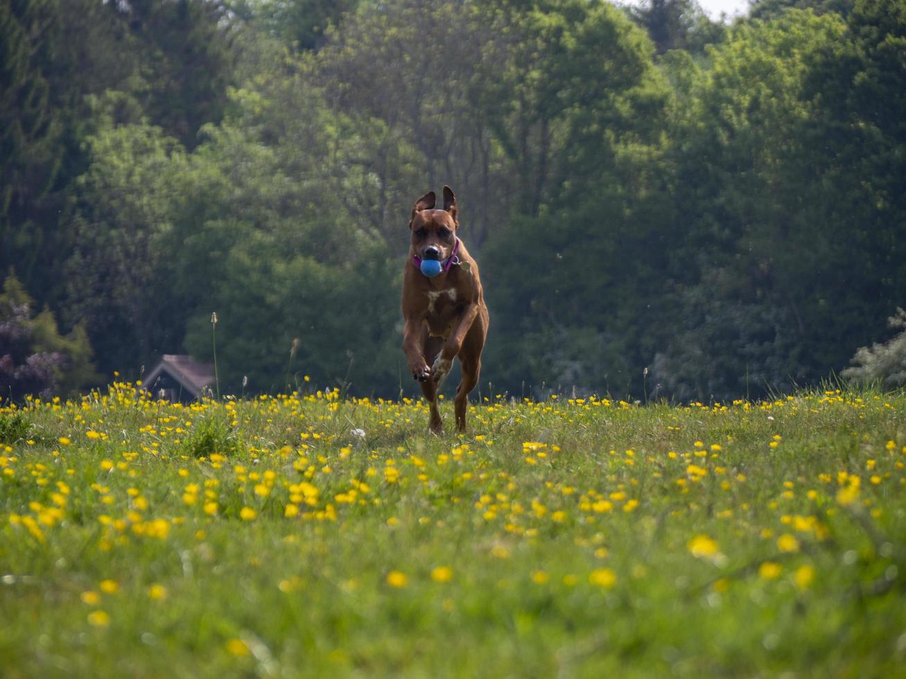 Rhodesian Ridgeback leaping in the grass photo