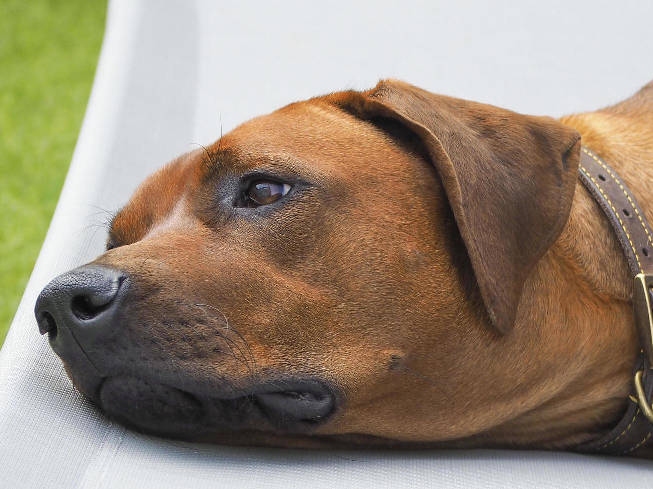 Rhodesian Ridgeback resting  photo