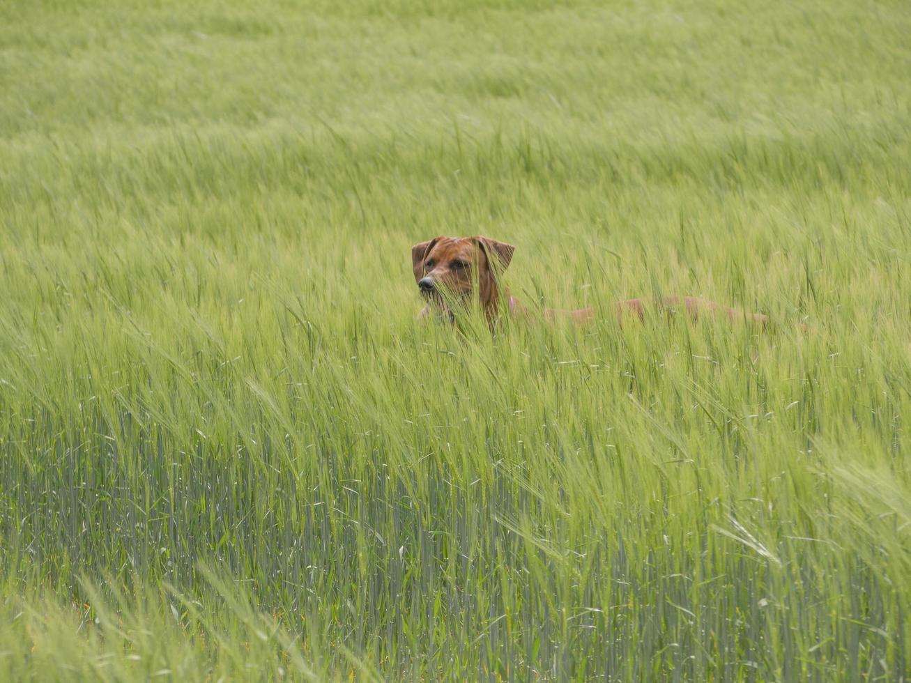 Rhodesian Ridgeback playing outside in tall grass photo