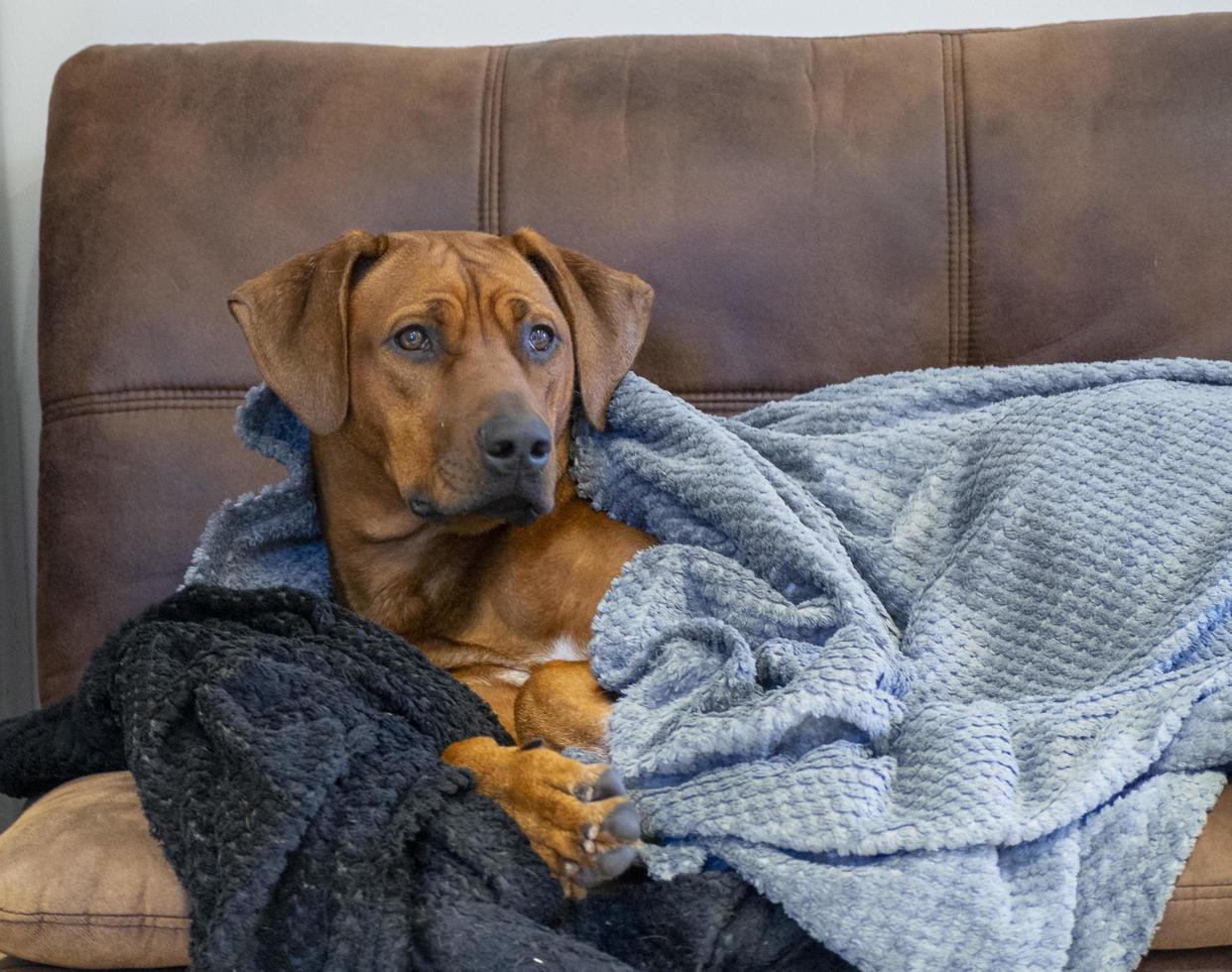 Rhodesian Ridgeback resting on sofa underneath blankets photo