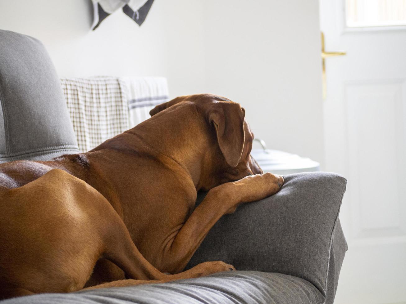 Rhodesian Ridgeback resting on sofa with paw up photo