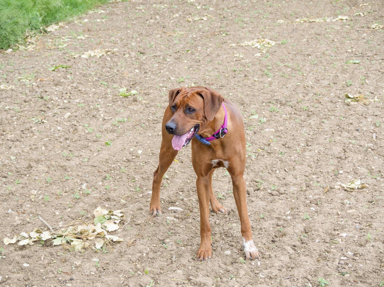 Rhodesian Ridgeback playing outside photo