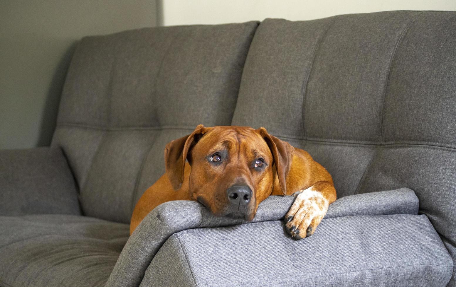 Rhodesian Ridgeback laying on a sofa indoors photo