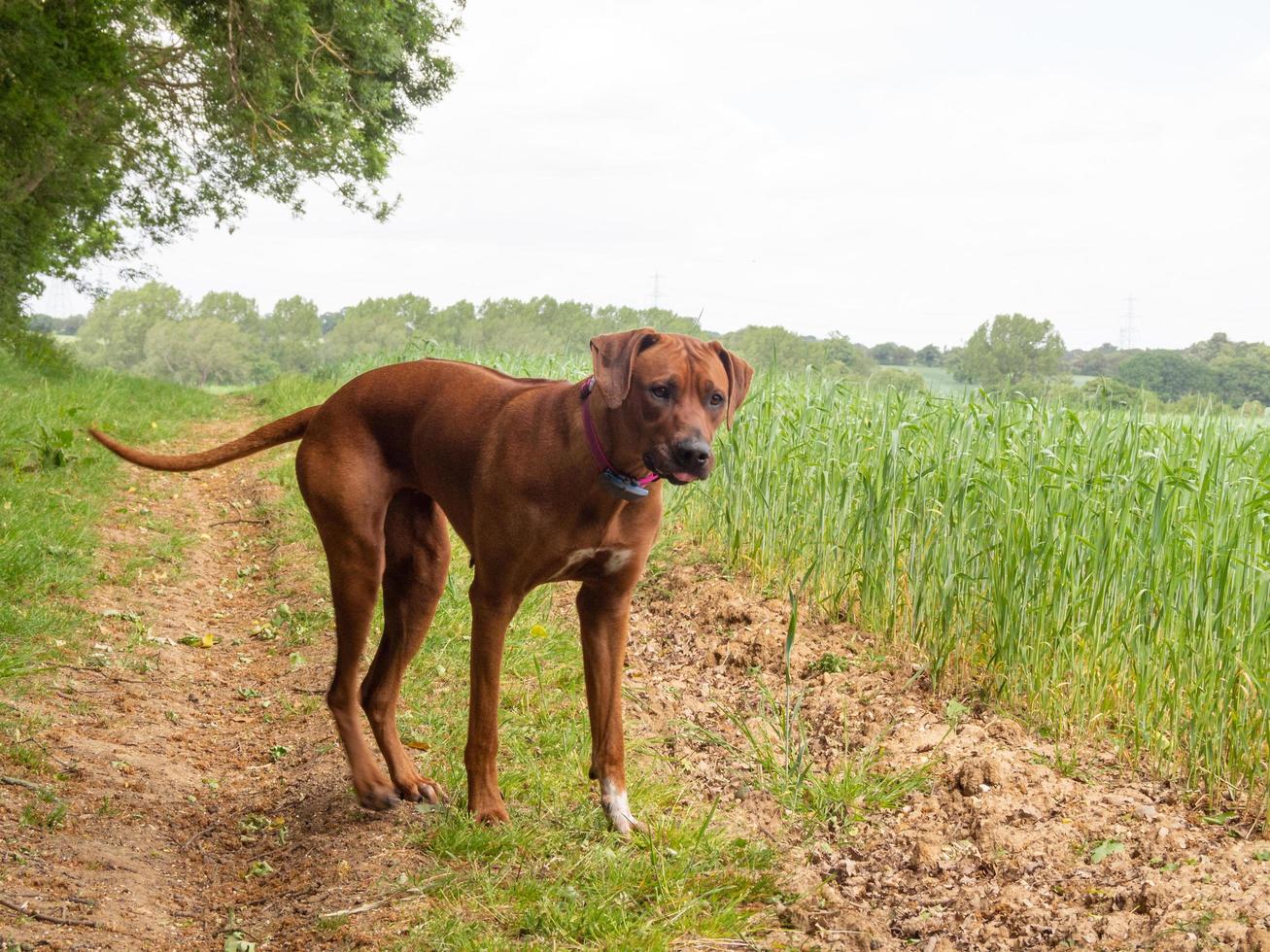 Rhodesian Ridgeback playing outdoors photo