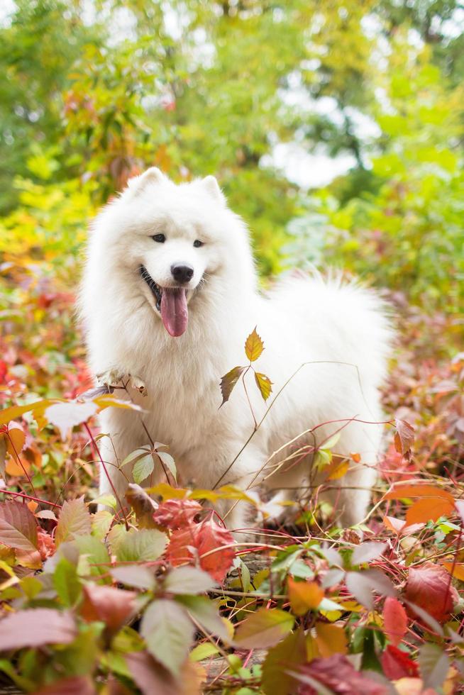 Samoyed outdoors in the leaves photo