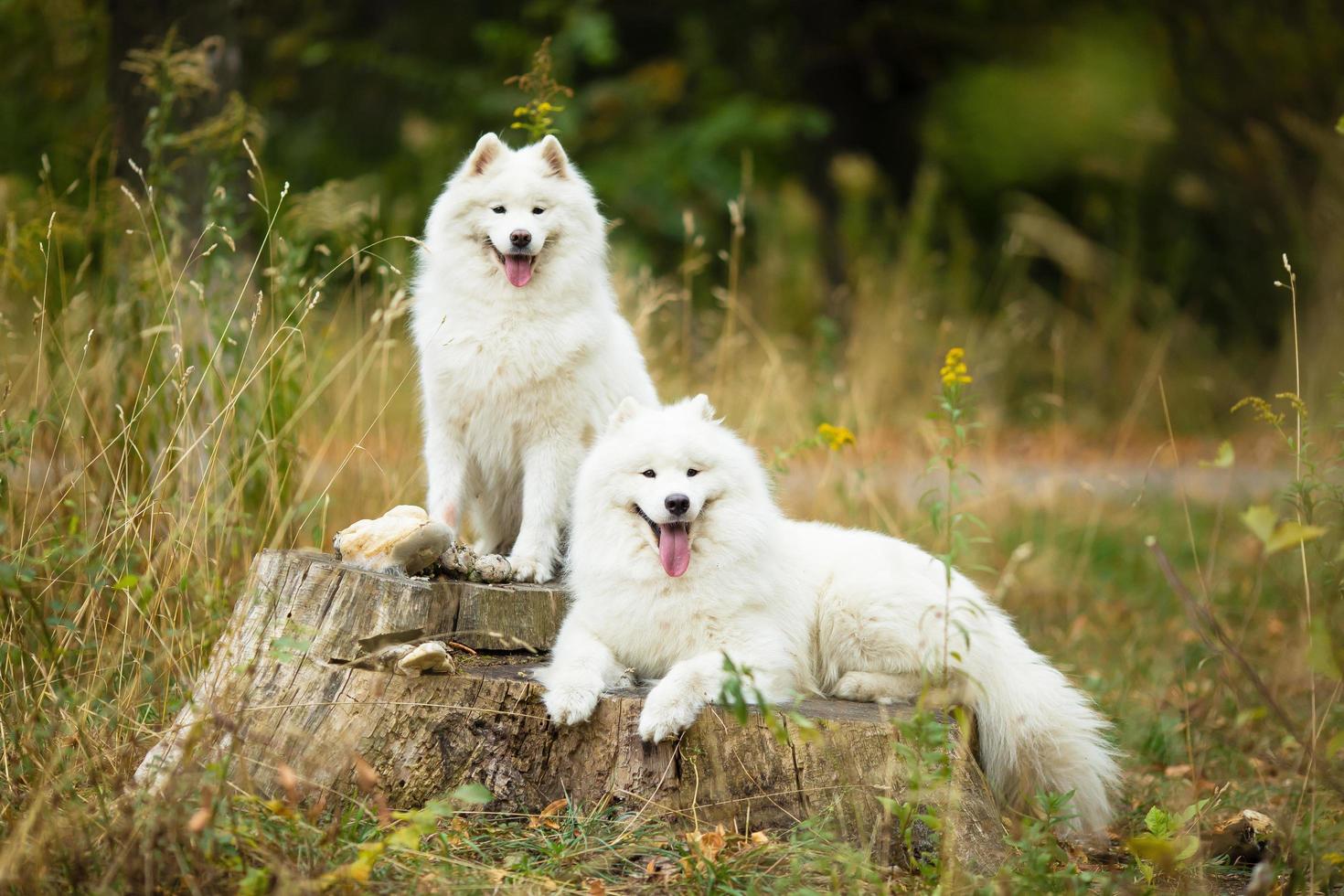 Samoyedo sentado en un tocón foto