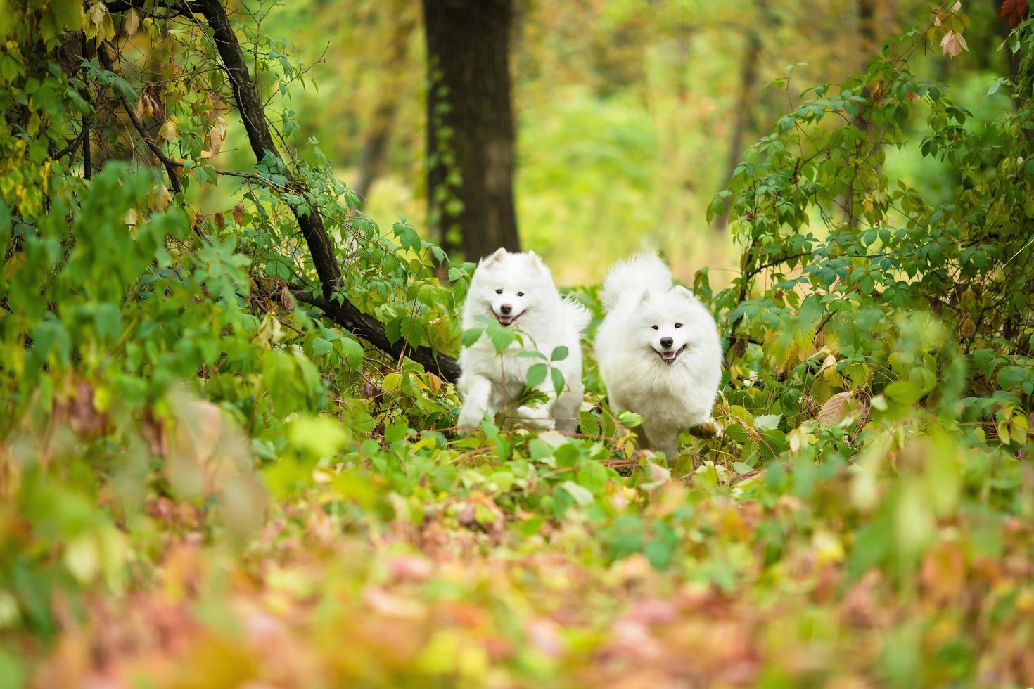 Samoyeds outdoors in the park photo