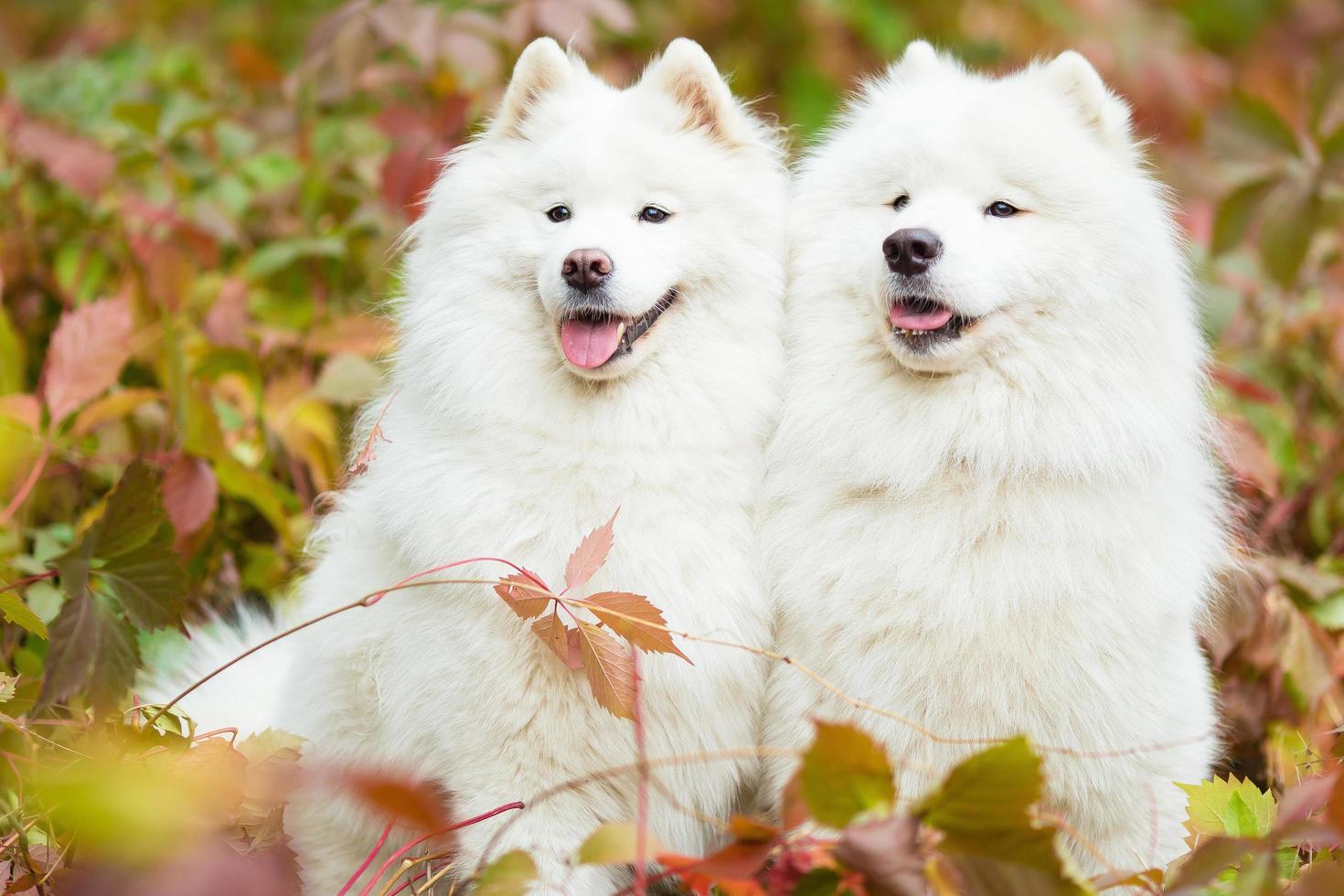 Samoyedes posando para un retrato foto