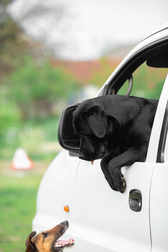 Black Labrador and Smooth Fox Terrier photo