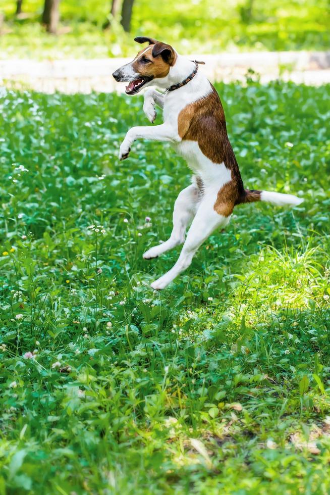 suave fox terrier saltando foto