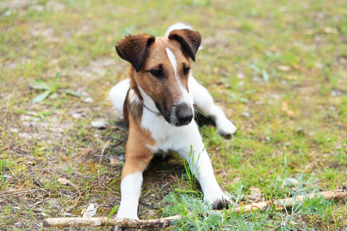 suave fox terrier sentado foto