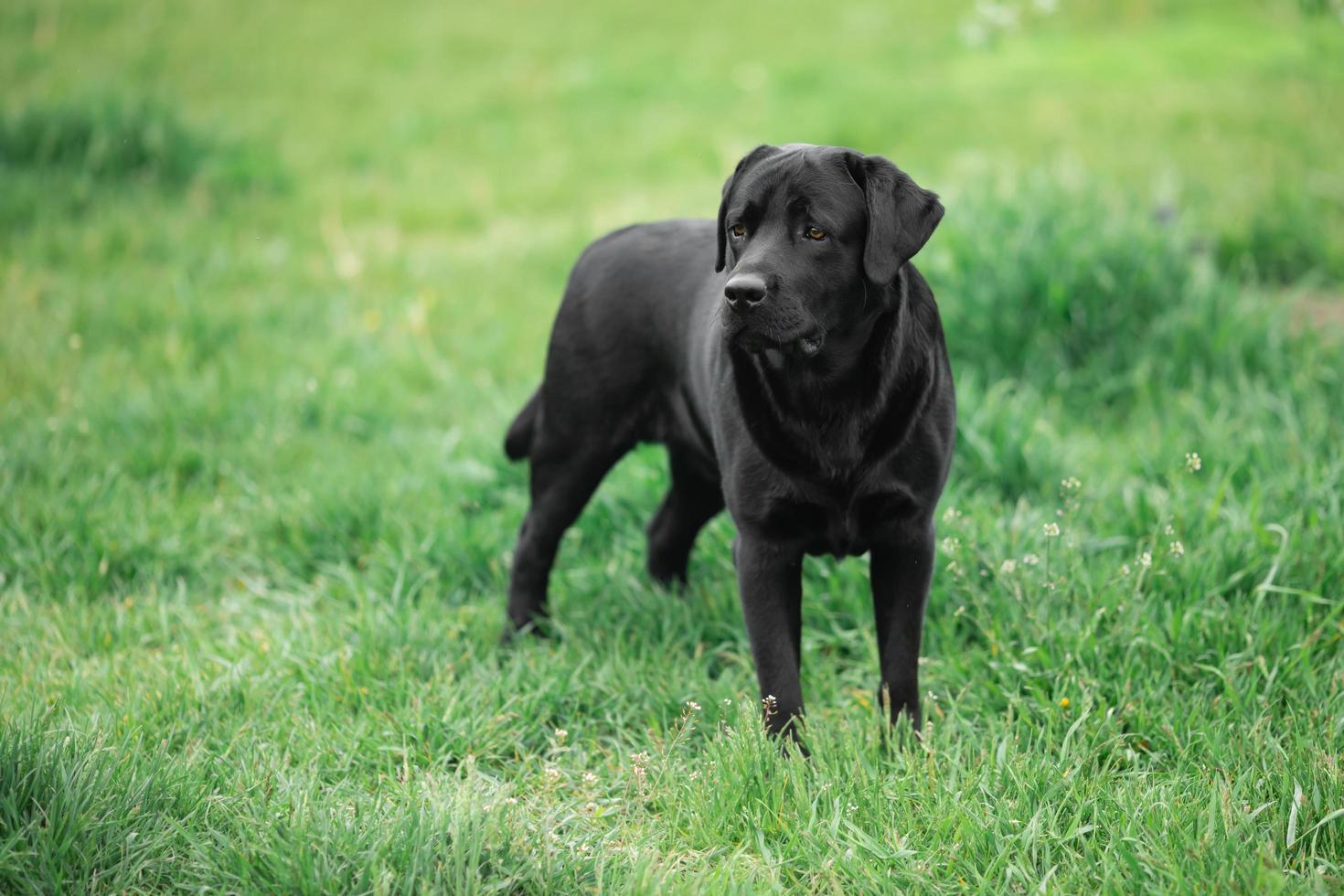 Black Labrador Retriever in the grass photo