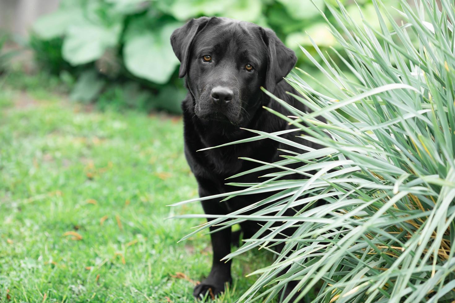 Black Labrador Retriever photo