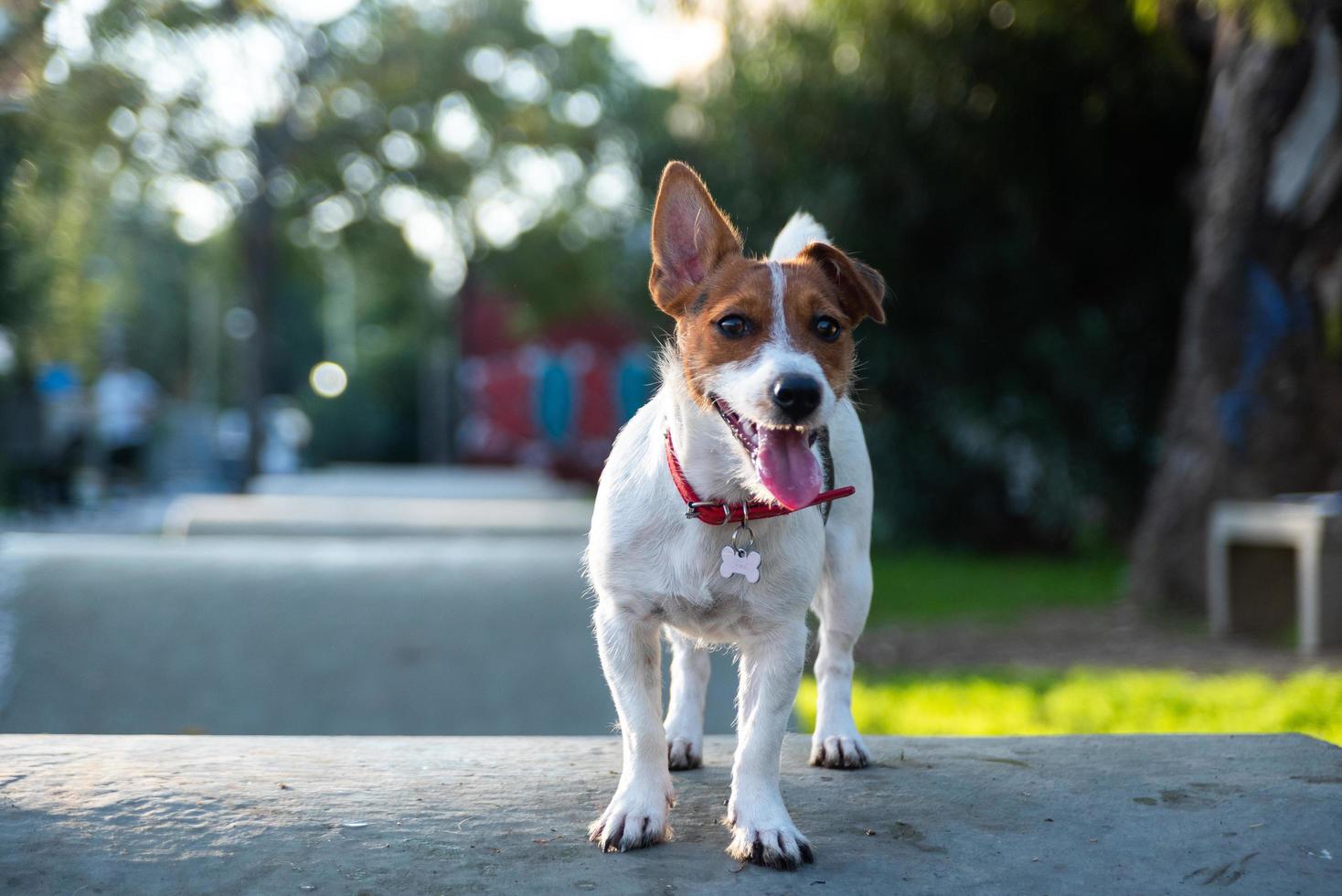 feliz jack russell terrier al aire libre foto