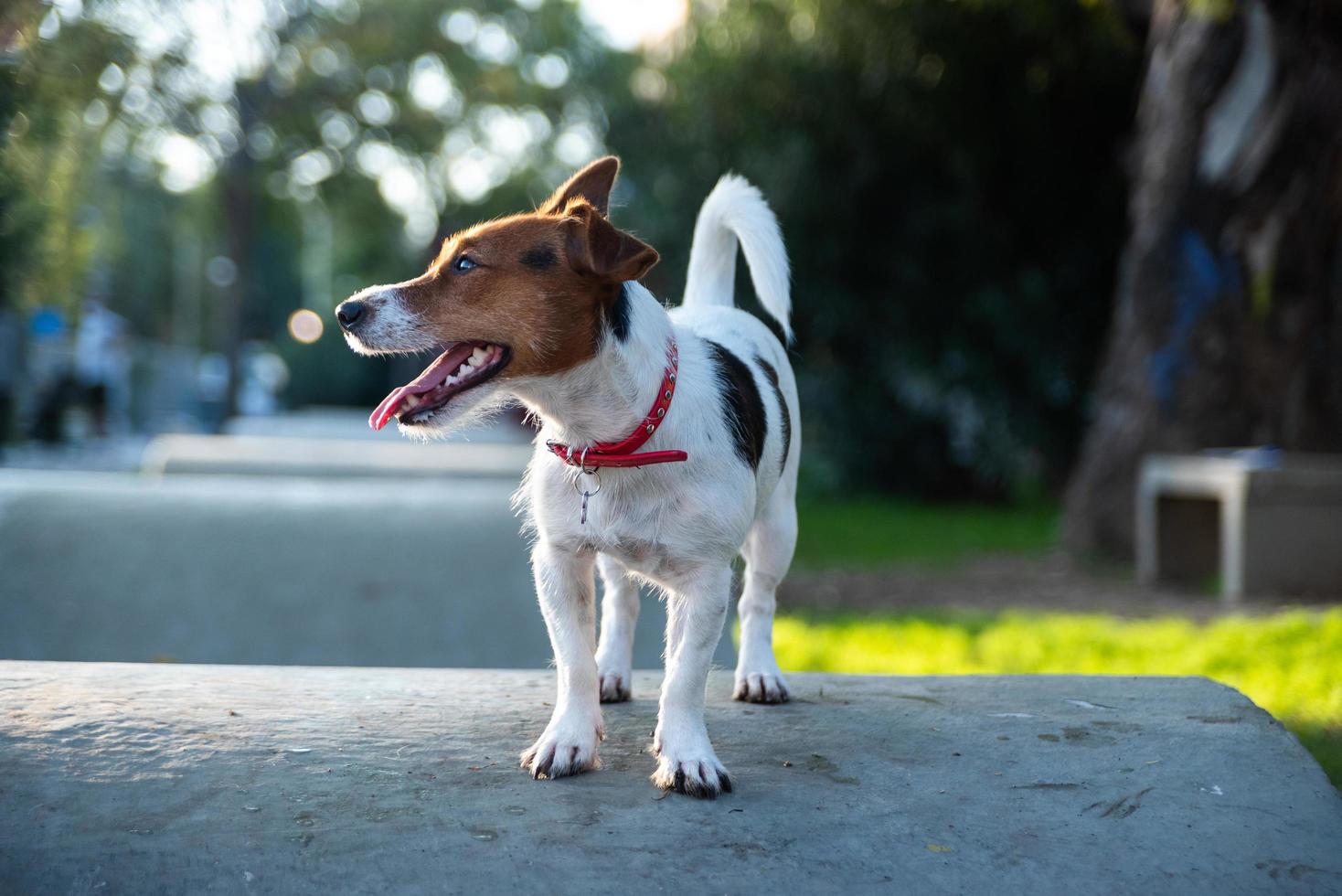 Jack Russell Terrier outside waiting photo