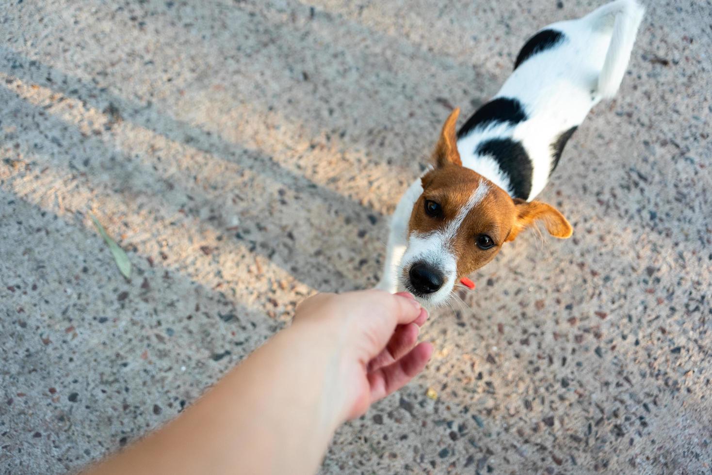 Jack Russell Terrier reaching for treat photo