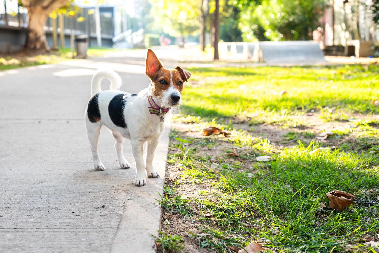 Jack Russell Terrier off-leash on the sidewalk photo