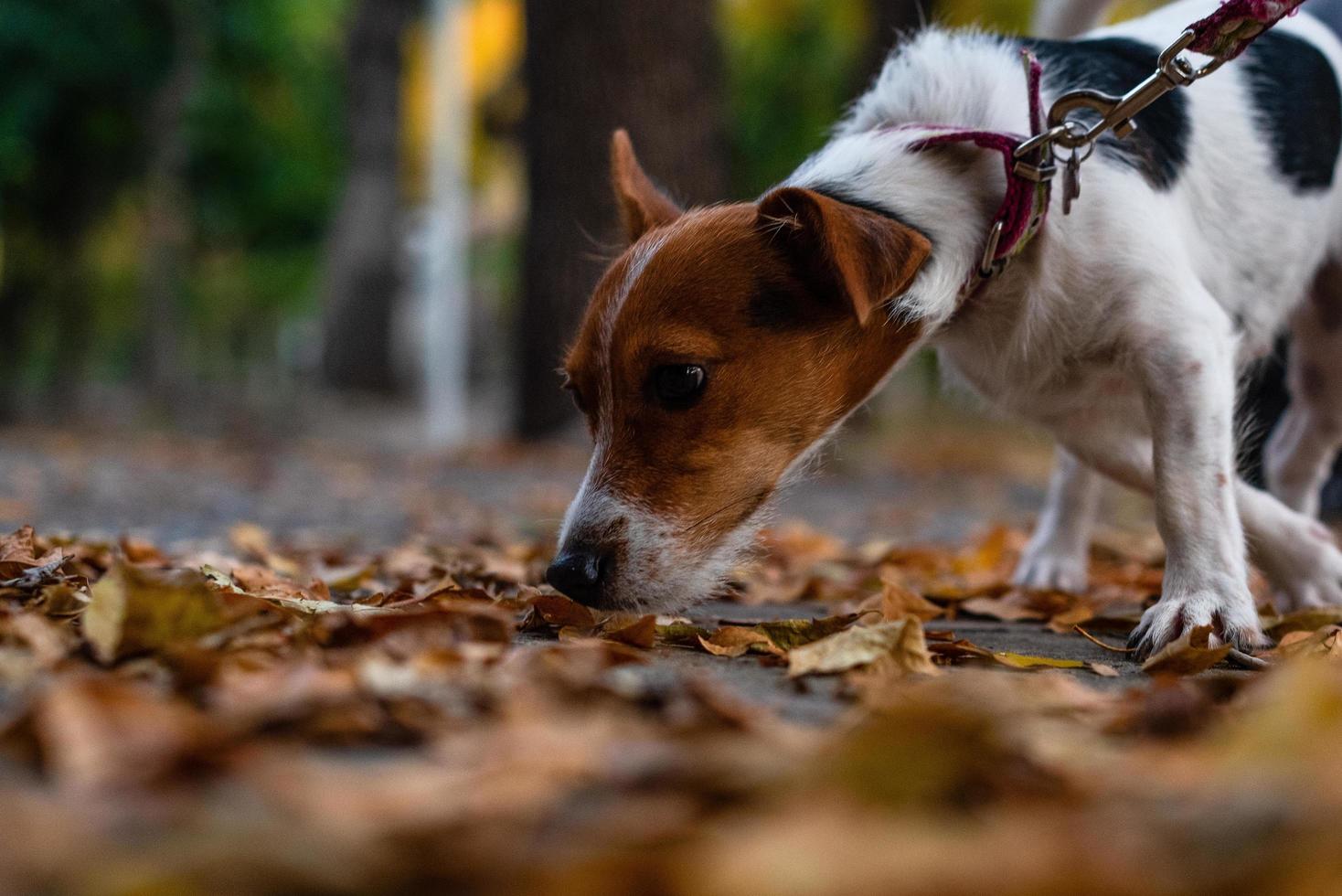 Jack Russell Terrier pulling on leash photo