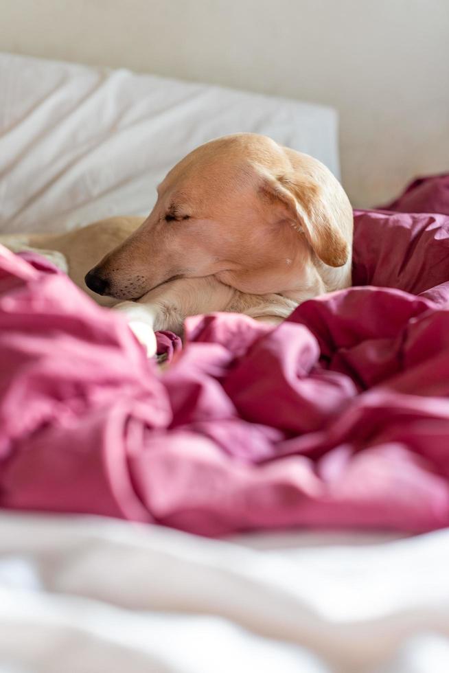 Greyhound sleeping on bed photo