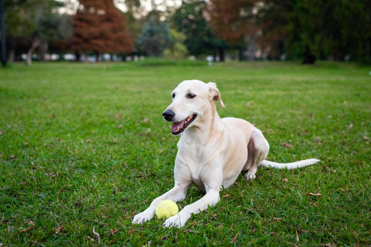 Greyhound sitting in grass photo