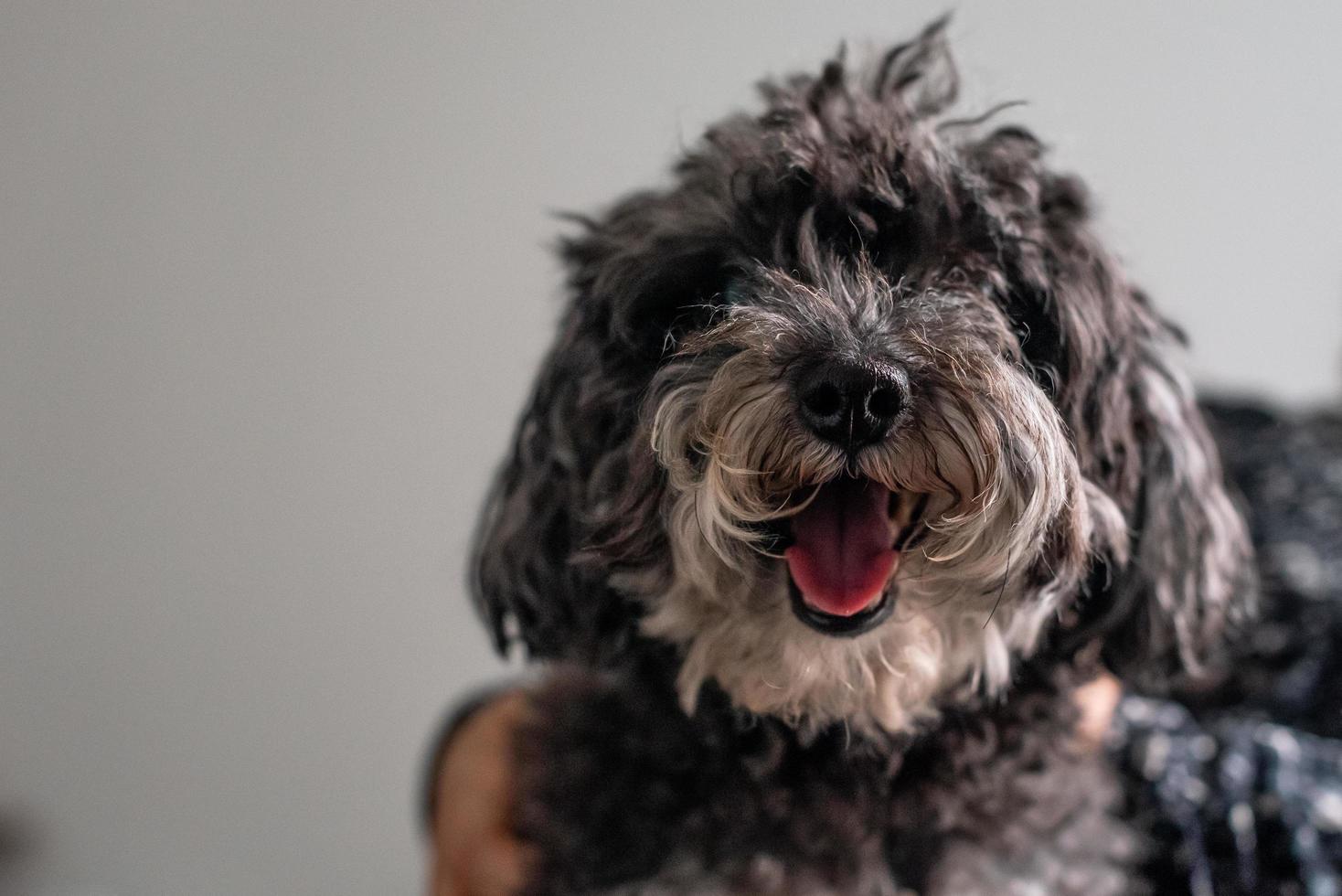 Shaggy Poodle looking at camera photo