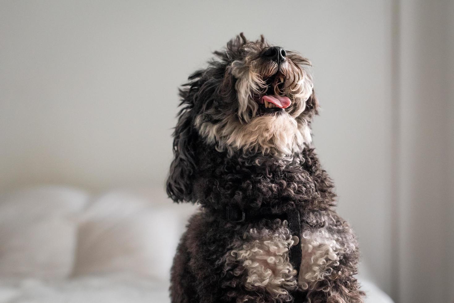 Poodle looking up photo
