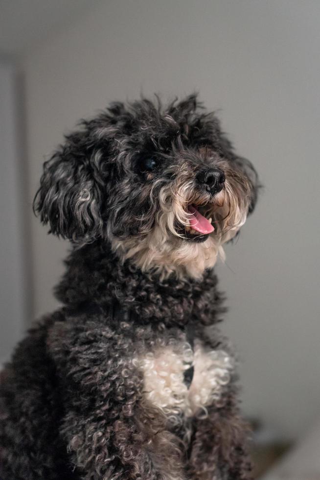 retrato de un caniche foto