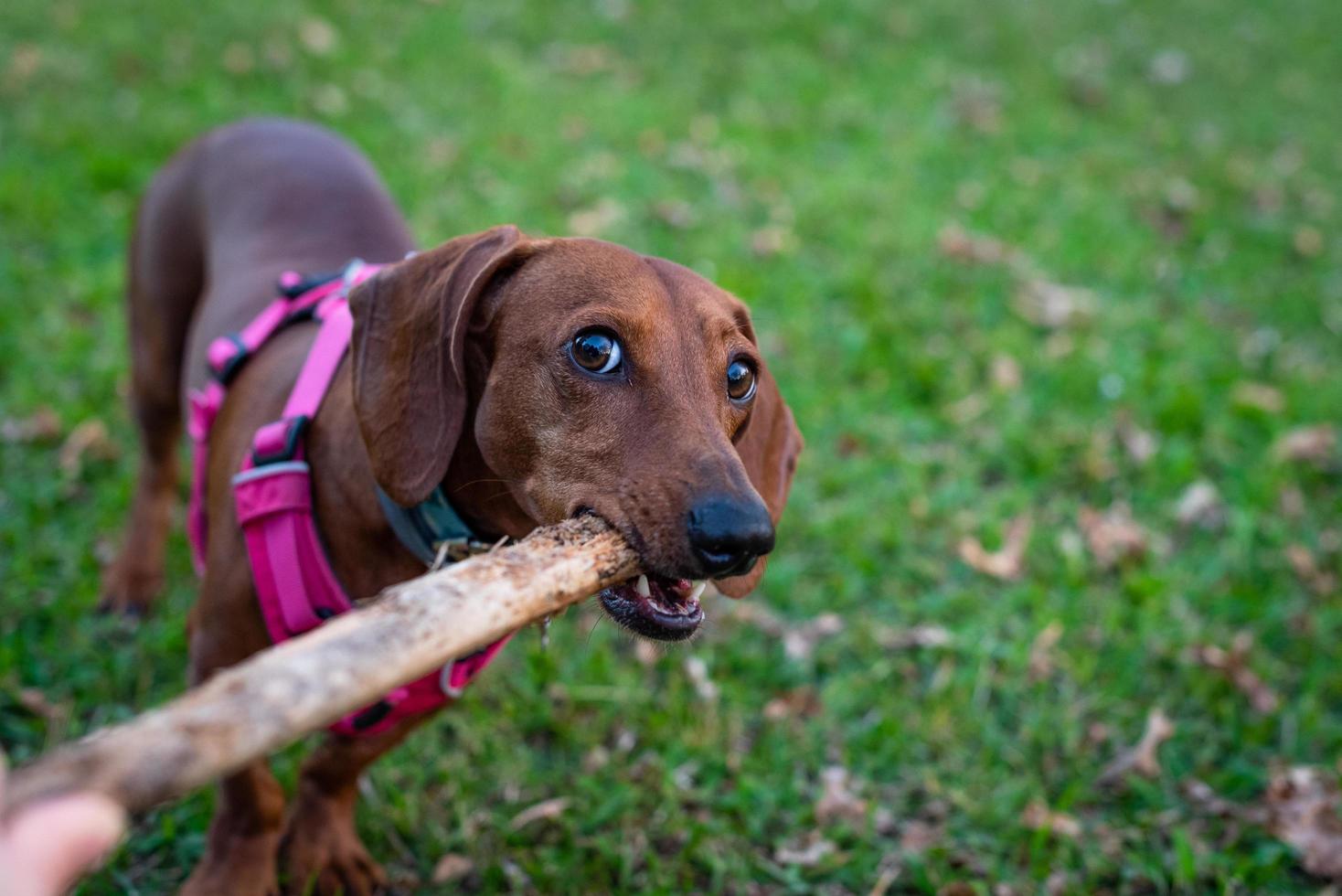 Smooth Dachshund playing with a stick photo