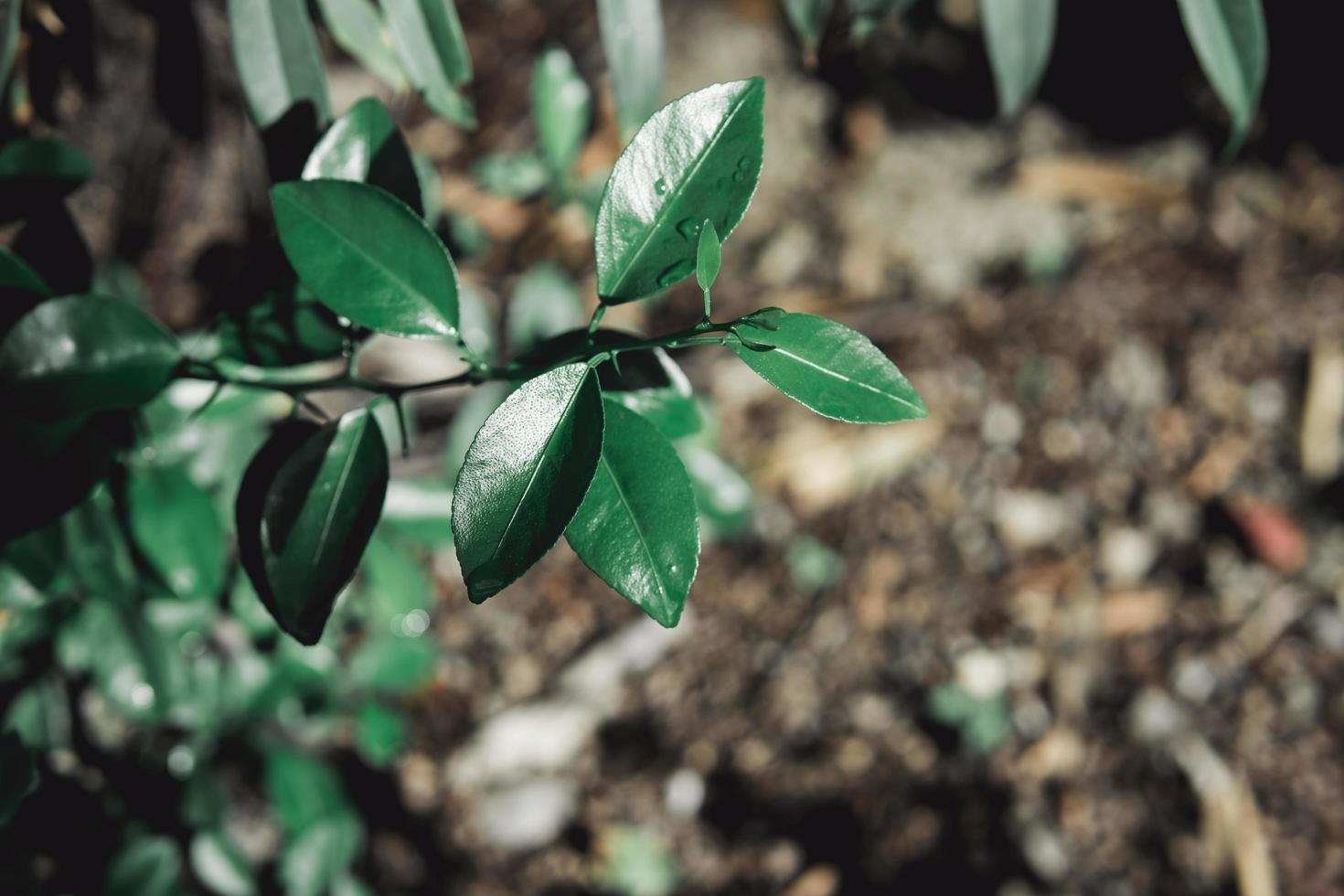 Dark green leaves on blurred forest background  photo