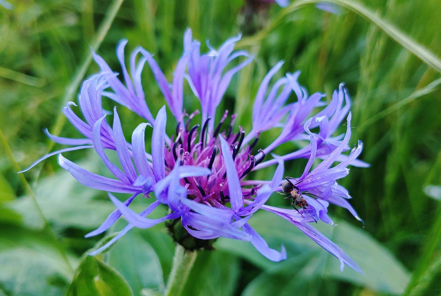 hormiga de flor foto