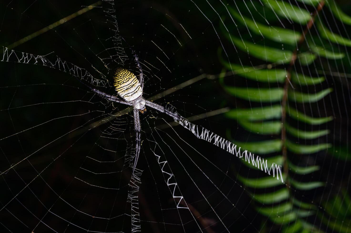 Spider on web in nature photo