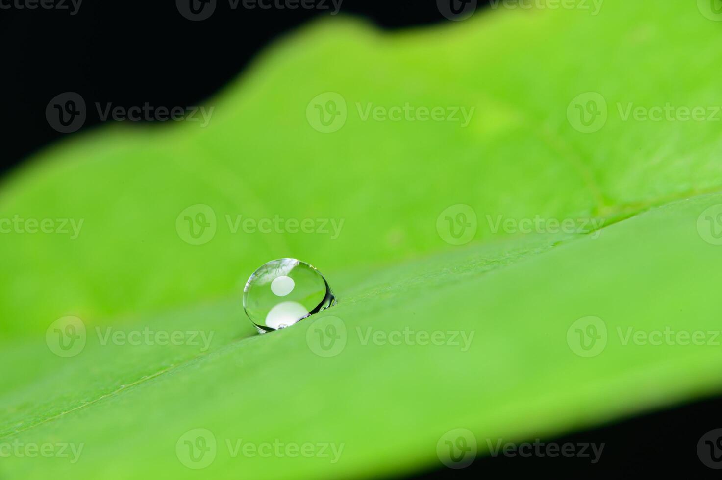 A drop of water sits on top of a green leaf photo