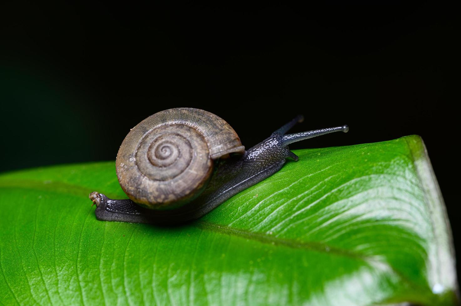 monachoides vicinus en la naturaleza foto