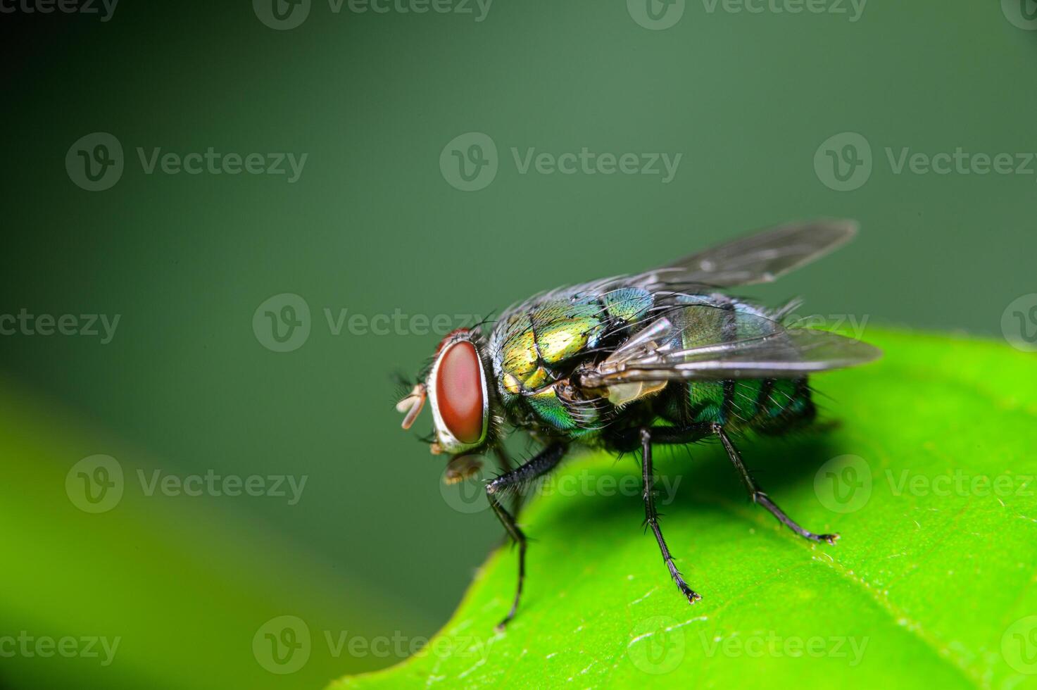 A fly is sitting on a green leaf photo