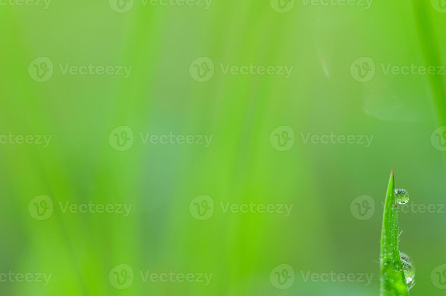 Water droplets on leaf photo