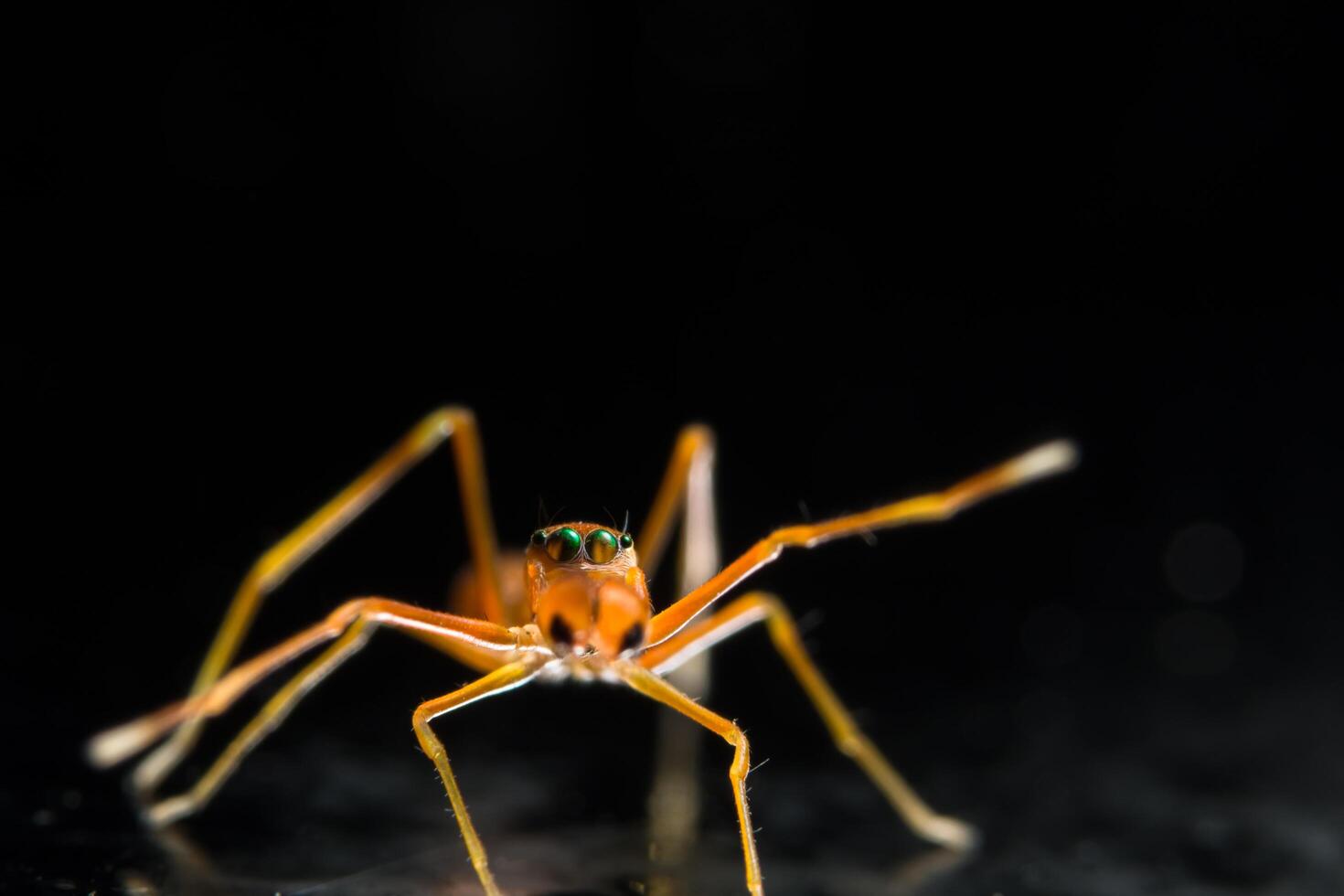 Spider walks toward viewer photo