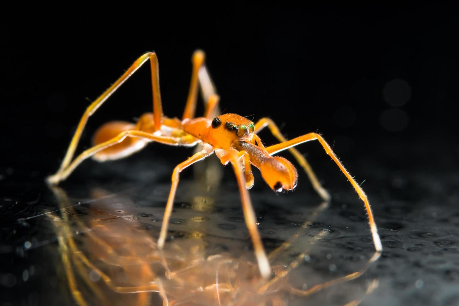 hormiga naranja brillante foto