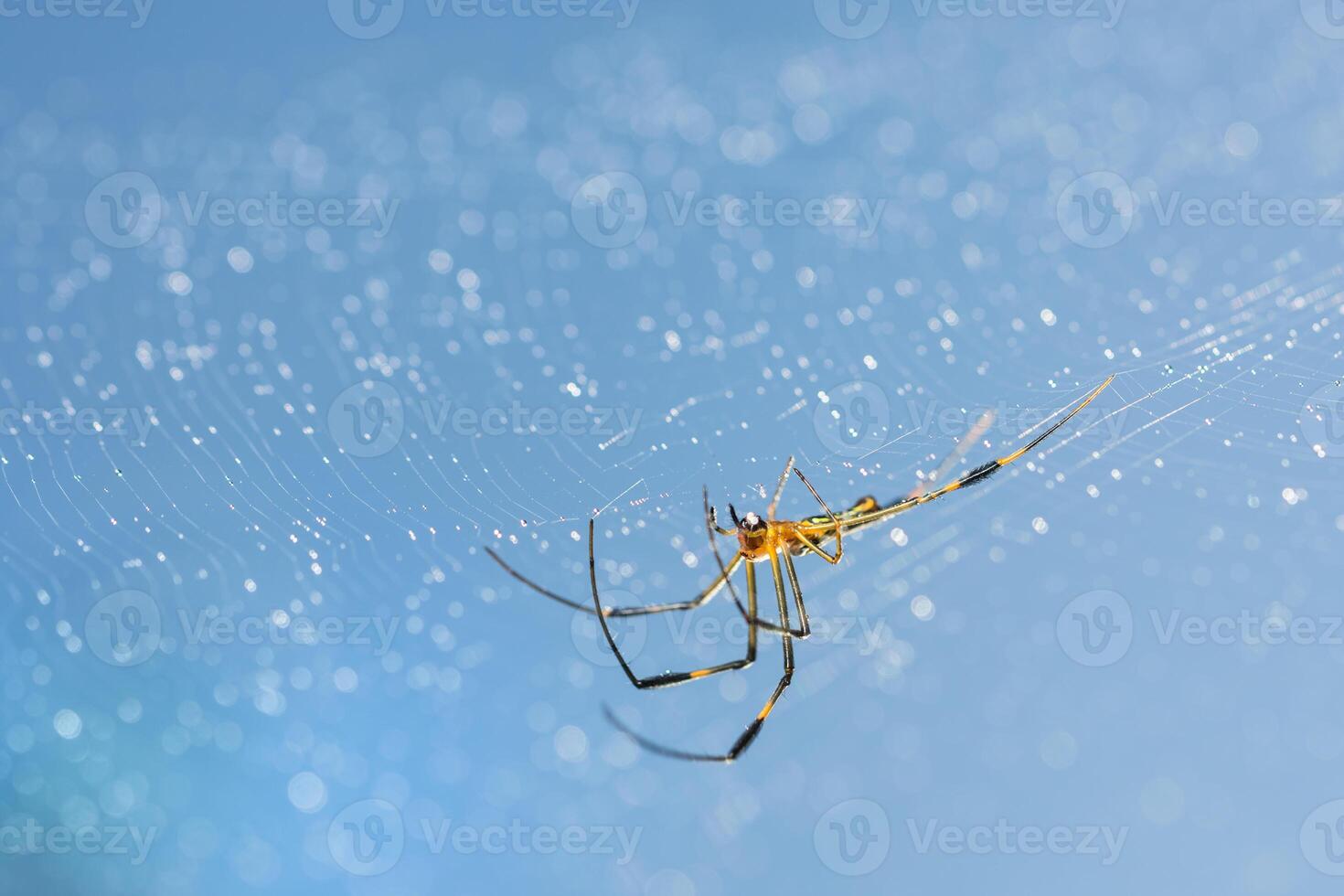 A spider with a yellow and black body is sitting on its web photo