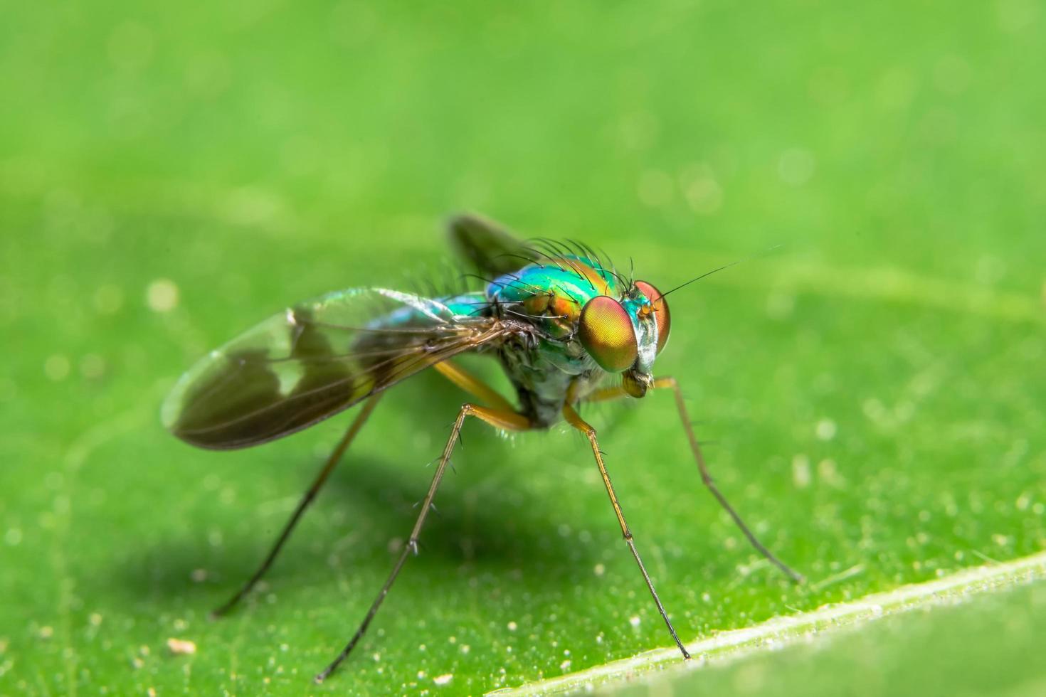 Macro fly on leaf photo