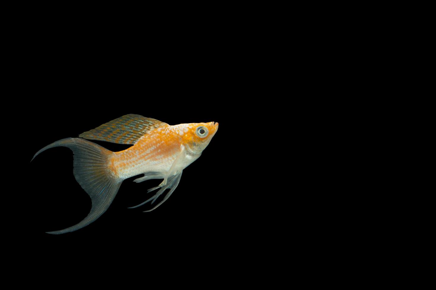 poecilia latipinna pescado foto