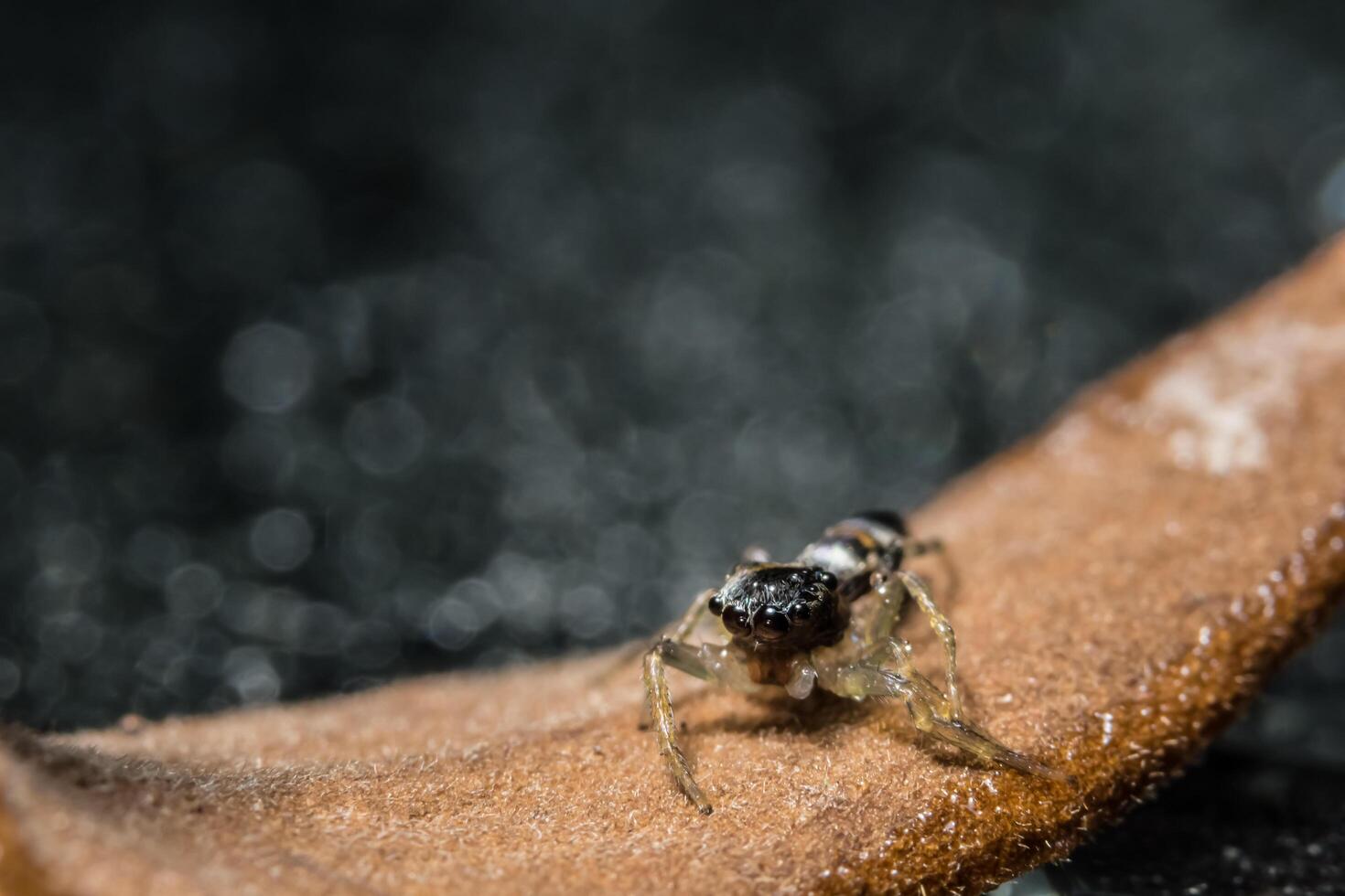 araña macro en ramita seca foto