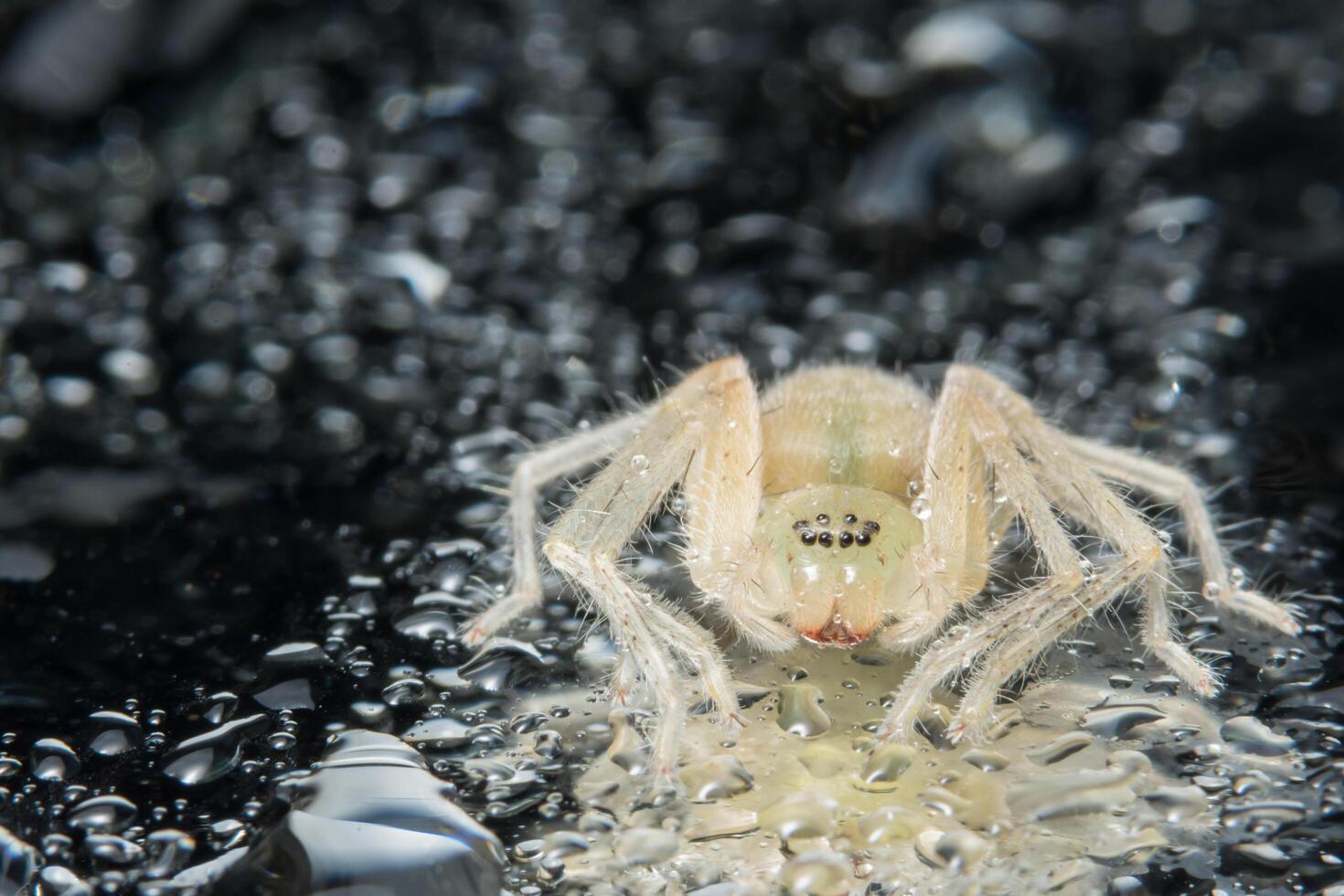 araña amarilla macro foto