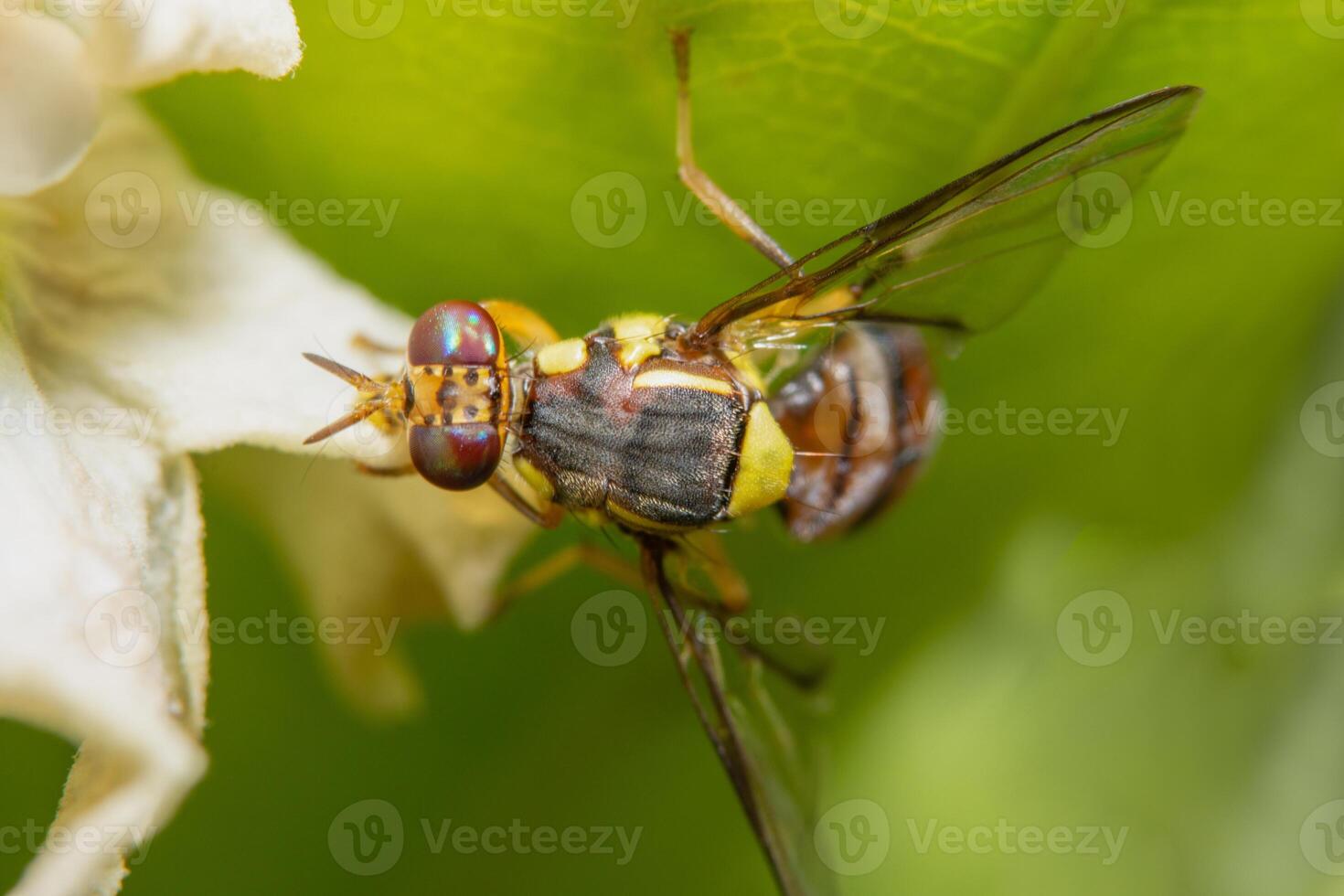 Macro Fruit fly photo