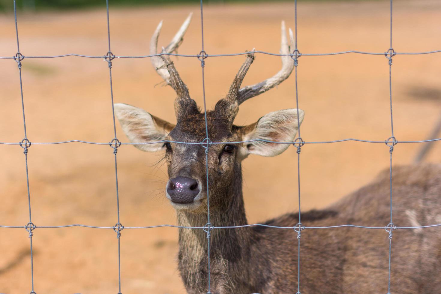 Deer in a zoo photo