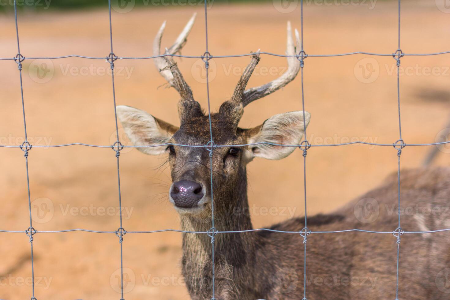 Deer in a zoo photo